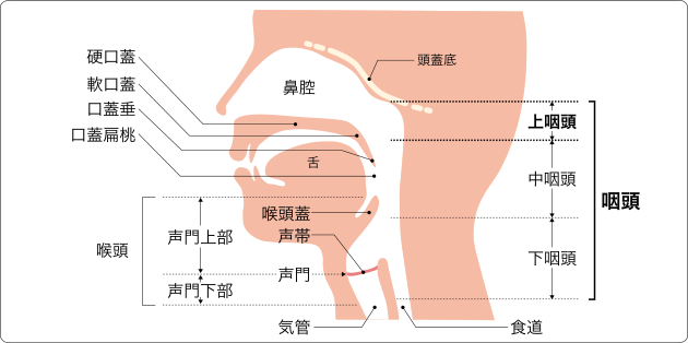 アデノイド -アデノイドとは何か？- -何のためにあるのか？- | 定永