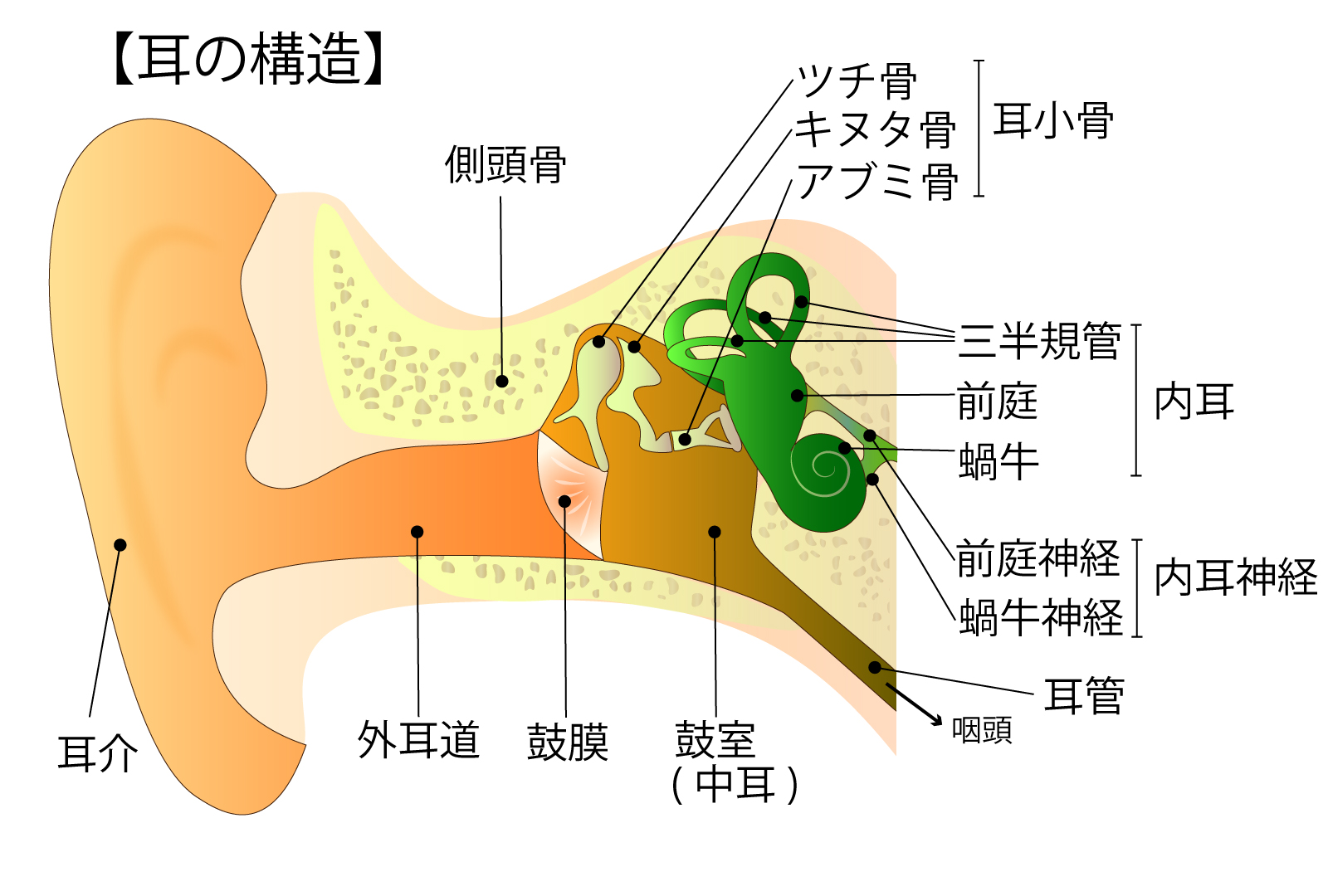 中耳炎 -急性中耳炎と滲出性中耳炎、その治療方法とガイドライン