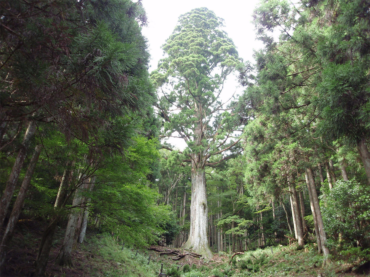 花粉症 -その3- くしゃみ、鼻水、鼻づまり、一体どうして起こる